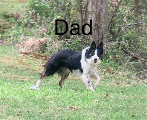 do NOT contact me with unsolicited services or offers; post id 7588819728. . Border collie craigslist
